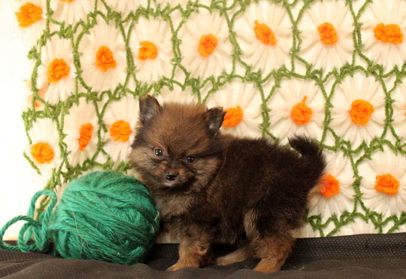puppy, for, sale, Pomeranian, Matthew B. Stoltzfus, dog, breeder, Gap, PA, dog-breeder, puppy-for-sale, forsale, nearby, find, puppyfind, locator, puppylocator, aca